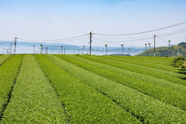 おーいお茶濃い茶 体に悪い